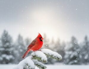 what seeing a cardinal means